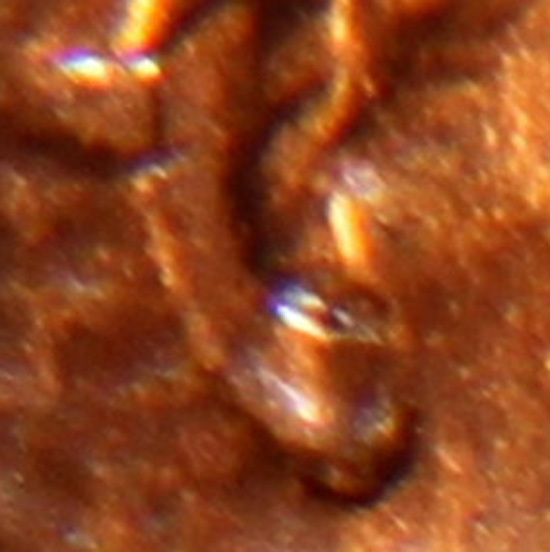 Double-Ear?