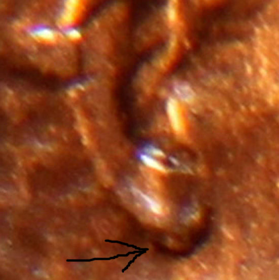Double-Ear?