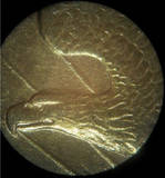 1909-$20.00-Gold-Coin,-Help-W/-Grade