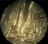 1909-$20.00-Gold-Coin,-Help-W/-Grade