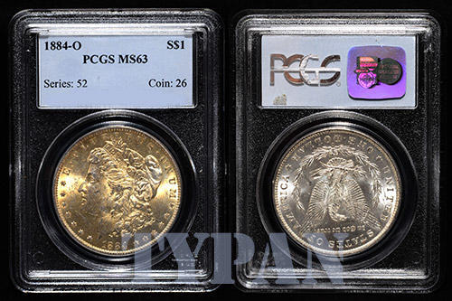 Found-Another-Graded-Morgan-In-South-Africa!-!!