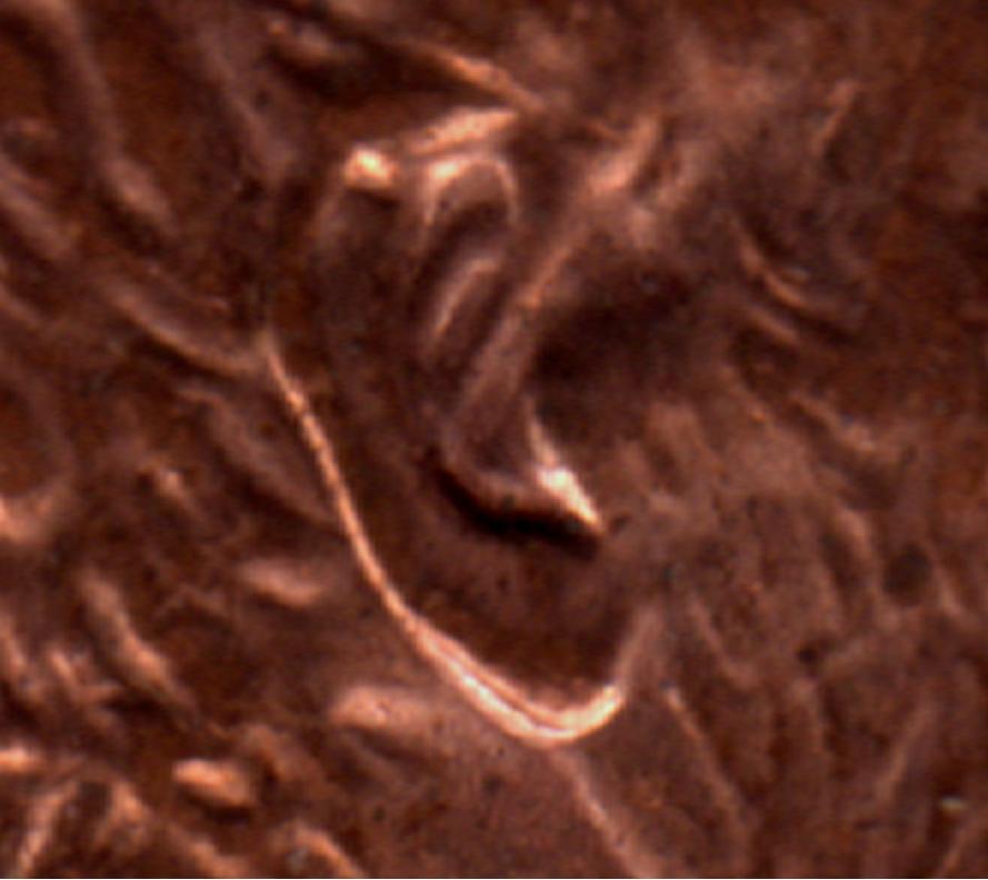 Potential-Double-Ear?