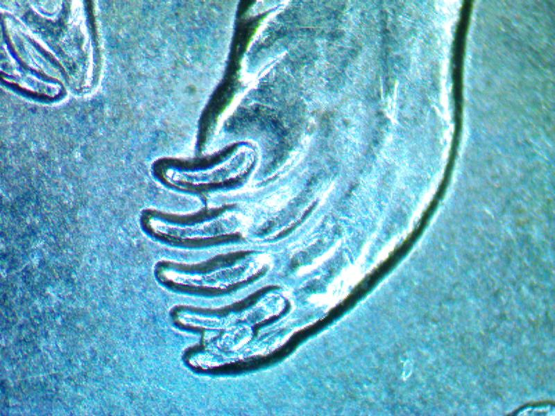 2008-Alaska-Quarter-Wuth-Exter-Claw