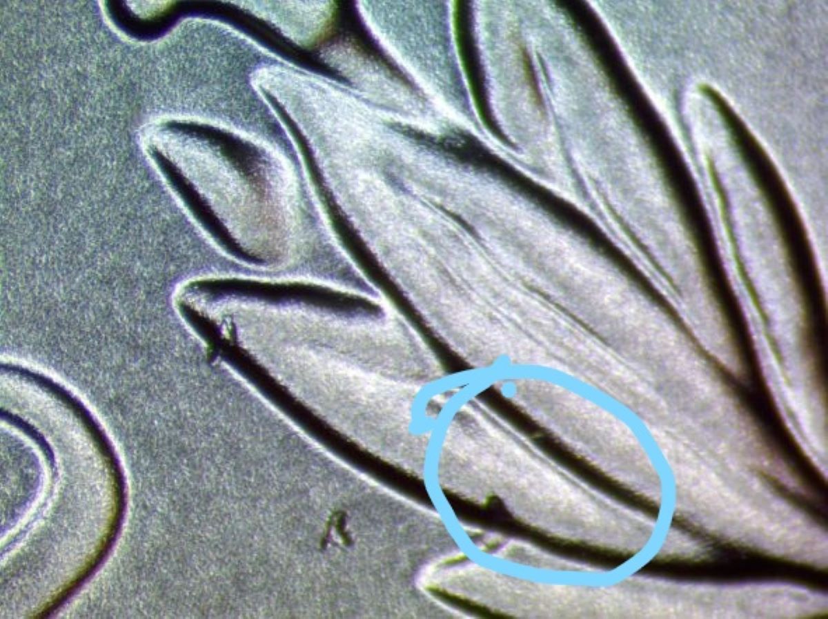 Updated-Add-New-Photo-New-2021----D-Morgan-Dollar-With-Die-Chips