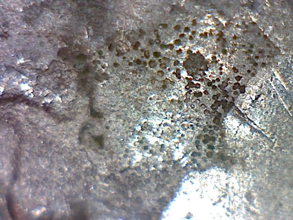 05-Minn-Planchet-Error?