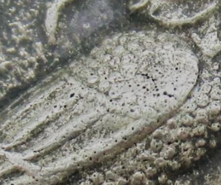 Ebay-Tetradrachm.-Real-Or-Fake?