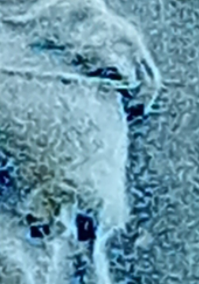 1959-D-Lincoln-Penny-Has-A-Crown-Or-Idk
