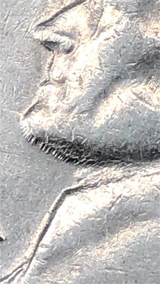 Goatee-1964-Quarter-?-Any-Value