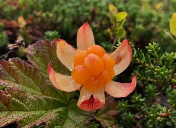 Post-Your-Coin-Or-Medal-With-Flora