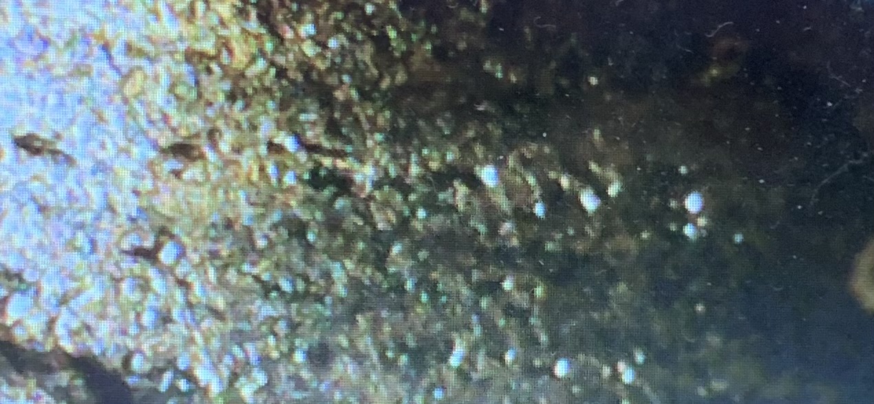 2022-Penny-Markings-?