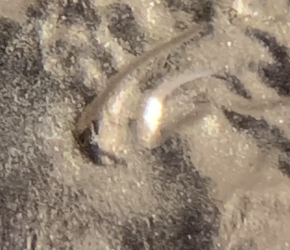 2024-Penny-Ear-Lobe-Doubling?