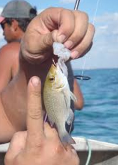Yet-Another-Forum-Game---Numismatic-Go-Fish!