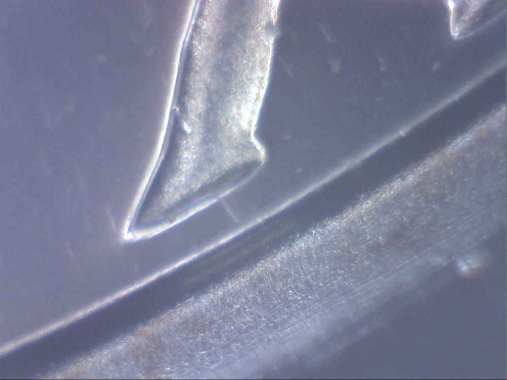 Proof-1976-Bicentenial-Half-DDO-On-Date