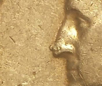 1955-D-Quarter-Small-Lamination?