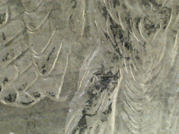 1878-7TF-Attribution-Help-Pls-Or-Nothing-Special