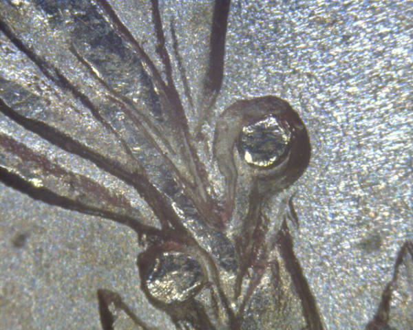 1921-P-Morgan-Dot-Coin?
