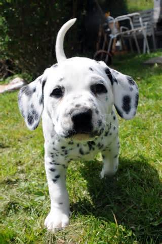 Images-Of-Dots