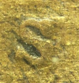 1909-S-Lincoln-Cent