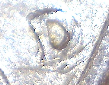 1998-D-Nickel---Double-