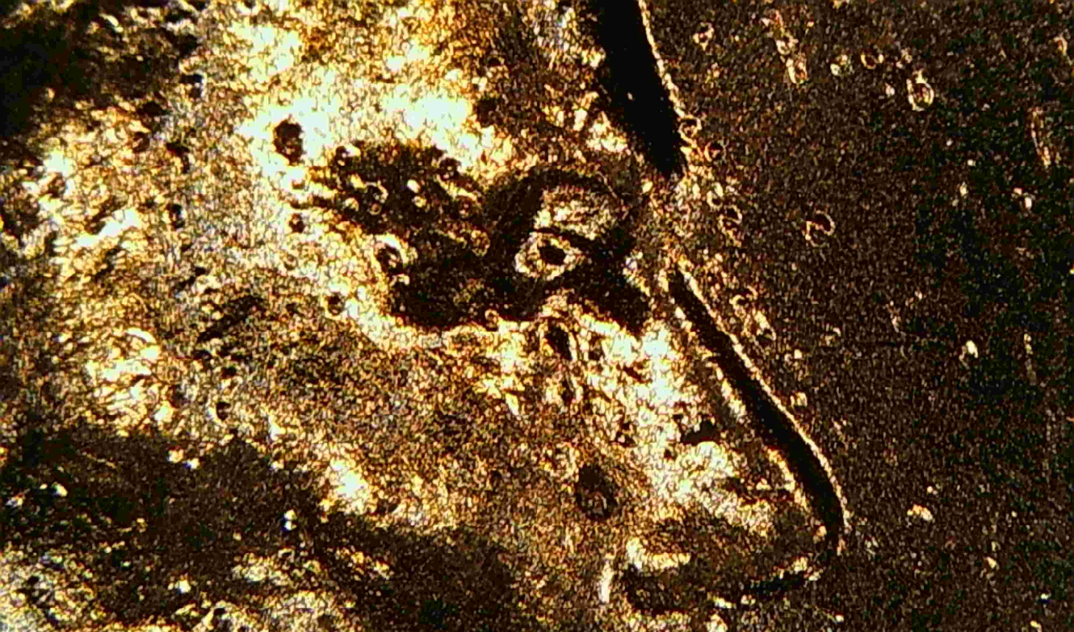2023-P-Lincoln-Shield-Cent-Cud-And-Doubling?-DDO-Ear-Eye-IGWT-Date