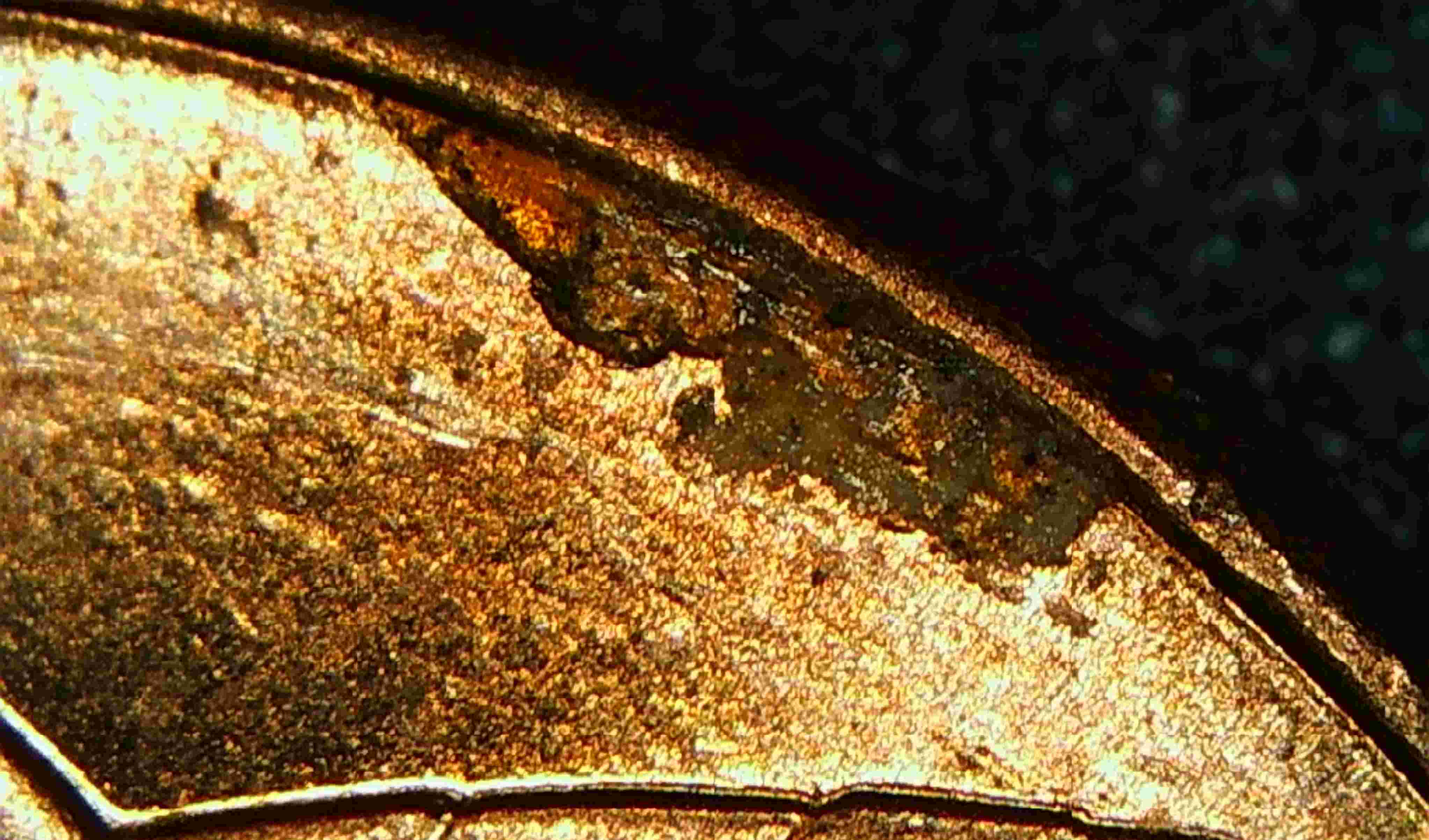 2023-P-Lincoln-Shield-Cent-Cud-And-Doubling?-DDO-Ear-Eye-IGWT-Date