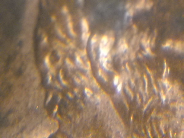 1997-LMC-DD-Ear
