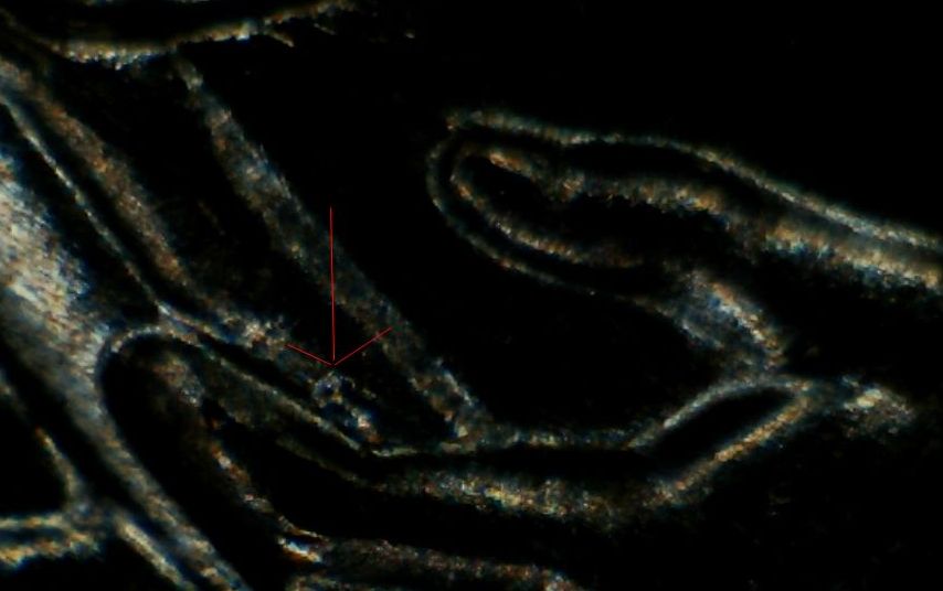 2009-Formative-Years-~-WDDR-010?