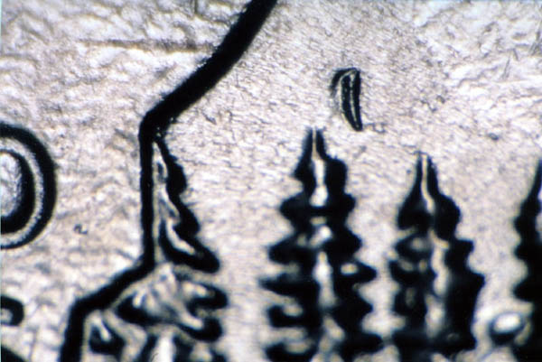 2005-P-Minnesota-Quarter-Leaf-Shape-Die-Dent