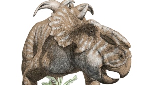 Final-Glow-In-The-Dark-Dino?
