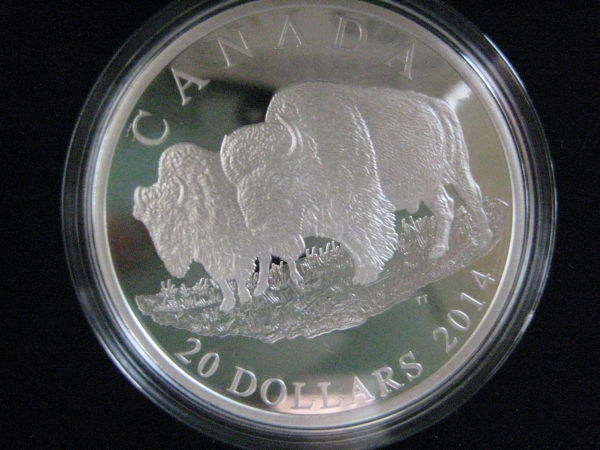 Some-Pictures-Of-My-New-2014-The-Bison-The-Bull-And-His-Mate