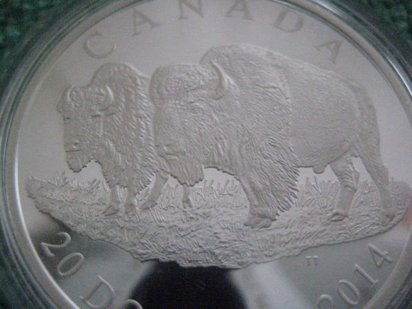 Some-Pictures-Of-My-New-2014-The-Bison-The-Bull-And-His-Mate