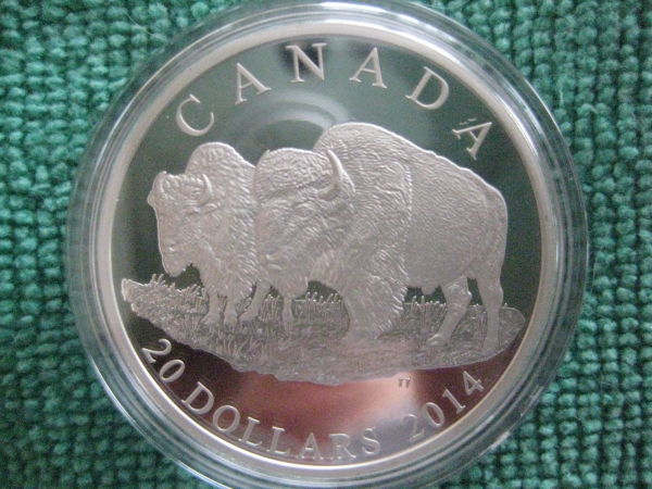 Some-Pictures-Of-My-New-2014-The-Bison-The-Bull-And-His-Mate