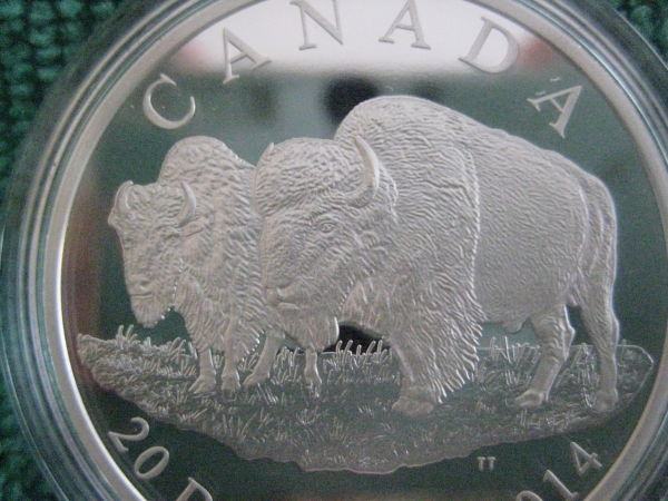 Some-Pictures-Of-My-New-2014-The-Bison-The-Bull-And-His-Mate