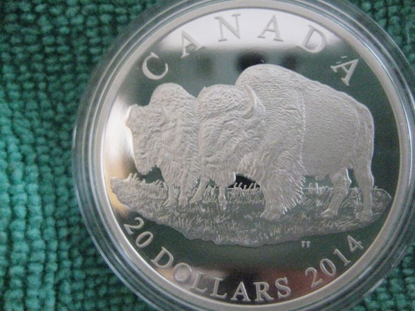 Some-Pictures-Of-My-New-2014-The-Bison-The-Bull-And-His-Mate