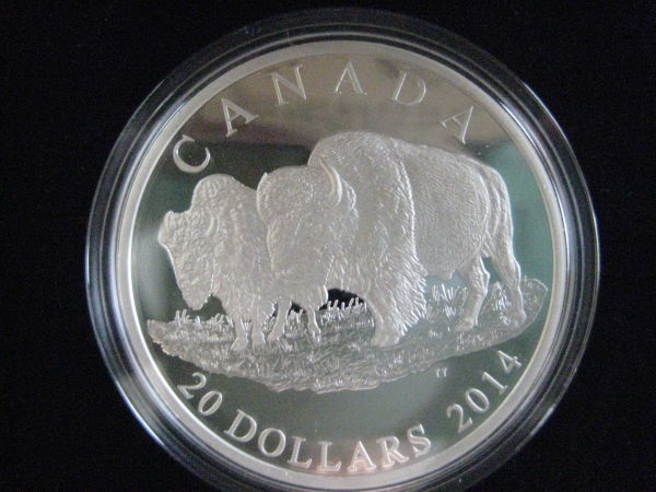 Some-Pictures-Of-My-New-2014-The-Bison-The-Bull-And-His-Mate
