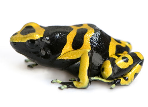 Venetian-Glass-Frog-Coin
