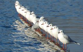 New-25-Cent-Bird-Coin-Will-Be-A-Flock-Of-Seagulls-?