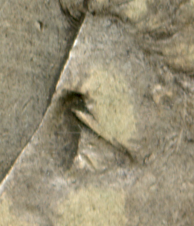 1878-S--Looking-For-Confirmation