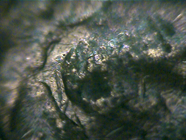 Hello-Gentlemen-I-Found-This-1971-D-Cent-With-A-Possible-Ear-Error-Any-Info